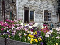 USA, Washington State, Palouse. Old abandoned house surrounded by wildflowers.-Julie Eggers-Photographic Print