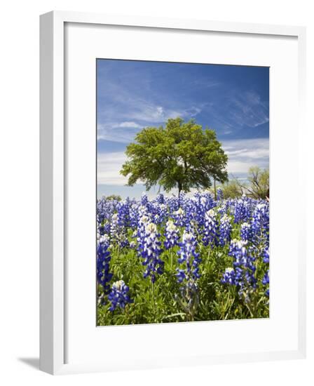 Framed Photographic Print, , large