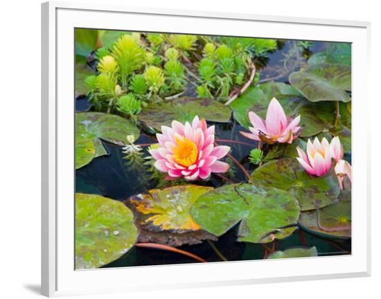 Framed Photographic Print, , large