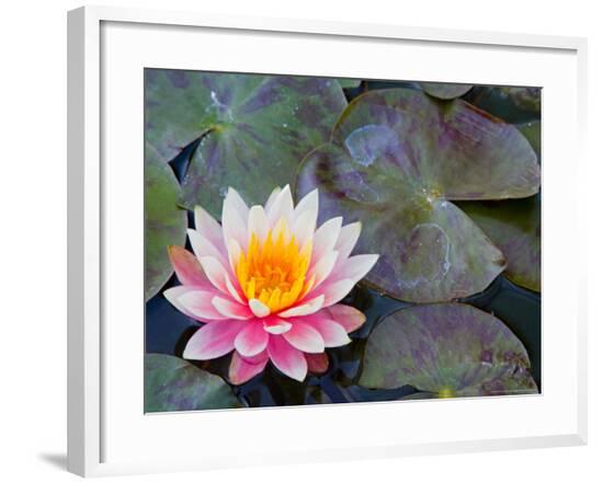 Framed Photographic Print, , large