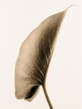 Hydrangea and Towel-Julie Greenwood-Framed Art Print