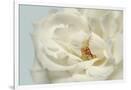 Gramercy White