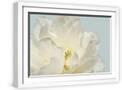 White Frame