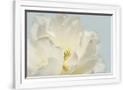 Gramercy White