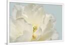 Gramercy White