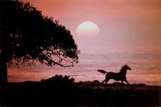 Running Horse At Sunset-Julie Habel-Poster