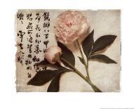 Oriental Peony-Julie Nightingale-Art Print