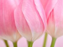 Pink Tulips Flowers-Julie Pigula-Photographic Print