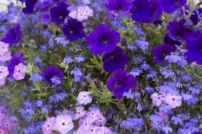 Close Up of Purple Flowers, York, Maine, USA