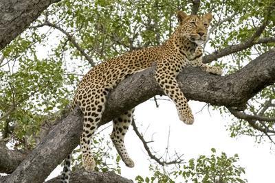 Leopard resting, Botswana, Africa.