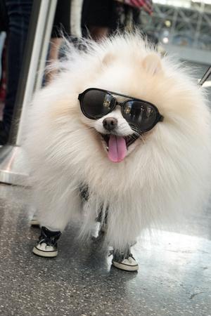 New York City, New York, USA. Small fluffy dog wearing sneakers and sunglasses.