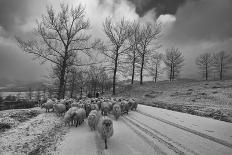 Pastoral-Julien Oncete-Photographic Print