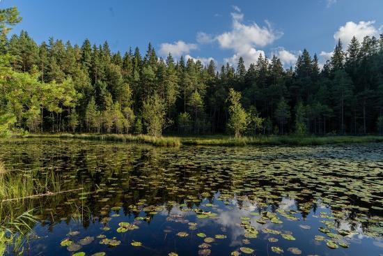 Photographic Print, , large