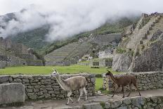 Llamas roaming in the Inca ruins of Machu Picchu, UNESCO World Heritage Site, Peru, South America-Julio Etchart-Framed Stretched Canvas