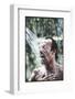 Julio Iglesias Having a Shower-Angelo Cozzi-Framed Photographic Print