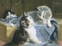 The Introduction: Silver and Ginger Kittens-Julius Adam-Giclee Print