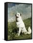 Canvas Black