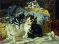 The Introduction: Silver and Ginger Kittens-Julius Adam-Framed Giclee Print