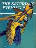 "Orangutans & Bird Nest," Saturday Evening Post Cover, February 17, 1940-Julius Moessel-Framed Stretched Canvas