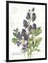 July Delphinium on White-Katie Pertiet-Framed Art Print