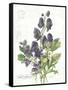 July Delphinium on White-Katie Pertiet-Framed Stretched Canvas