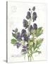 July Delphinium on White-Katie Pertiet-Stretched Canvas