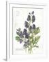 July Delphinium on White-Katie Pertiet-Framed Art Print