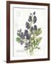 July Delphinium on White-Katie Pertiet-Framed Art Print