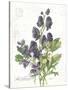 July Delphinium on White-Katie Pertiet-Stretched Canvas