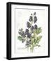 July Delphinium on White-Katie Pertiet-Framed Art Print