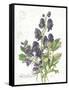 July Delphinium on White-Katie Pertiet-Framed Stretched Canvas