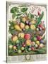 July, from 'Twelve Months of Fruits'-Pieter Casteels-Stretched Canvas