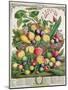 July, from 'Twelve Months of Fruits'-Pieter Casteels-Mounted Giclee Print