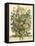 July-Robert Furber-Framed Stretched Canvas