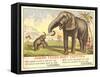 Jumbo Feeds Baby Castoria-null-Framed Stretched Canvas