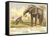 Jumbo Feeds Baby Castoria-null-Framed Stretched Canvas