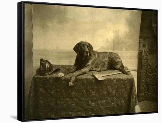 Jumbo, Mascot of Tacoma Fire Department, Engine Co. No. 4 (October 4, 1902)-null-Framed Stretched Canvas