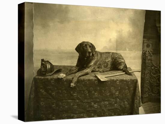 Jumbo, Mascot of Tacoma Fire Department, Engine Co. No. 4 (October 4, 1902)-null-Stretched Canvas