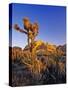 Jumbo rocks at Joshua Tree National Park, California, USA-Chuck Haney-Stretched Canvas