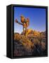 Jumbo rocks at Joshua Tree National Park, California, USA-Chuck Haney-Framed Stretched Canvas