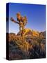 Jumbo rocks at Joshua Tree National Park, California, USA-Chuck Haney-Stretched Canvas