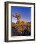 Jumbo rocks at Joshua Tree National Park, California, USA-Chuck Haney-Framed Photographic Print