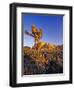 Jumbo rocks at Joshua Tree National Park, California, USA-Chuck Haney-Framed Photographic Print