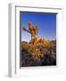 Jumbo rocks at Joshua Tree National Park, California, USA-Chuck Haney-Framed Photographic Print