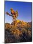 Jumbo rocks at Joshua Tree National Park, California, USA-Chuck Haney-Mounted Photographic Print