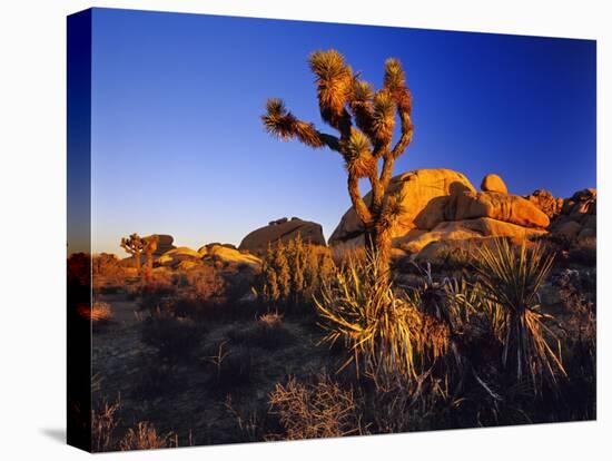 Jumbo Rocks at Joshua Tree National Park in California, USA-Chuck Haney-Stretched Canvas