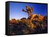 Jumbo Rocks at Joshua Tree National Park in California, USA-Chuck Haney-Framed Stretched Canvas