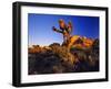 Jumbo Rocks at Joshua Tree National Park in California, USA-Chuck Haney-Framed Photographic Print