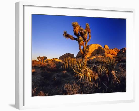 Jumbo Rocks at Joshua Tree National Park in California, USA-Chuck Haney-Framed Photographic Print