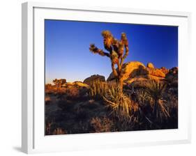 Jumbo Rocks at Joshua Tree National Park in California, USA-Chuck Haney-Framed Photographic Print